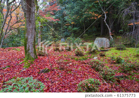 Autumn leaves at Shisendo, Kyoto Autumn leaves at Shisendo, Kyoto 61375773