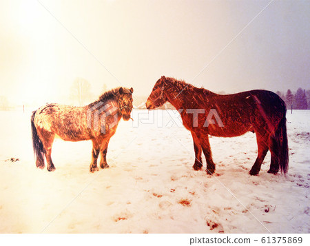 Horse on spring meadow try to find any stalks for Horse on spring meadow try to find any stalks for 61375869