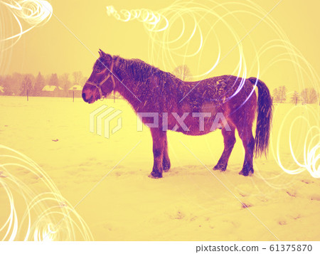 Fat pony and horse with warm fur in winter day Fat pony and horse with warm fur in winter day 61375870