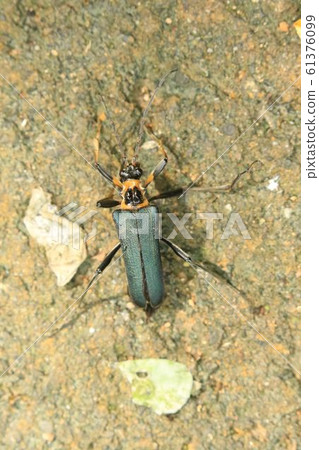 細菌甲蟲 61376099