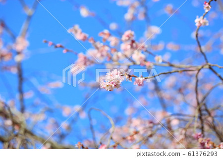 Fresh flowers 61376293