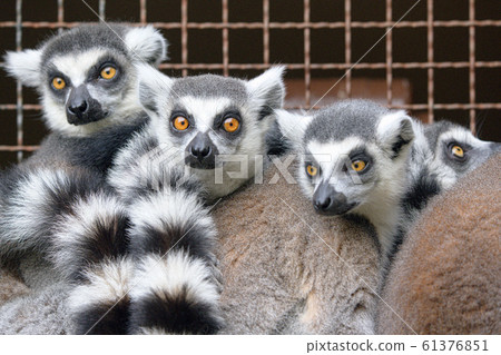A group of wolverine temples A group of wolverine temples 61376851