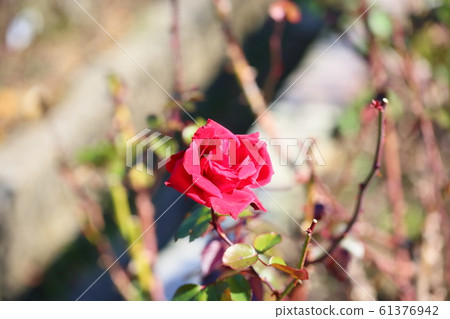 Winter Rose Rob Roy 61376942