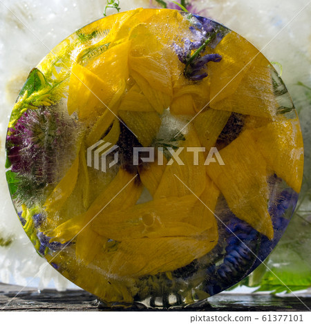 Background of camomile, yellow flower of Background of camomile, yellow flower of 61377101