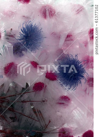Background of, camomile, blue flower frozen in Background of, camomile, blue flower frozen in 61377102
