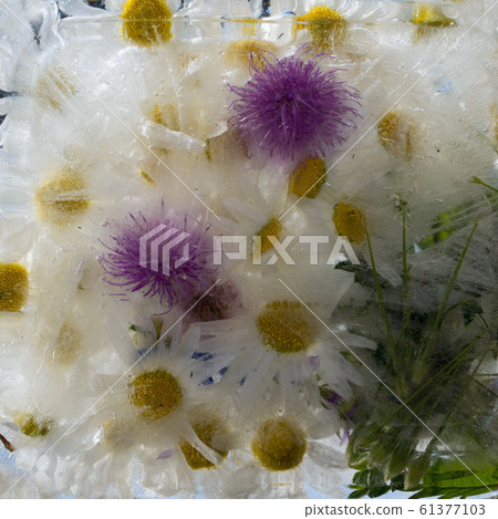 Background of, camomile, pink flower frozen in Background of, camomile, pink flower frozen in 61377103