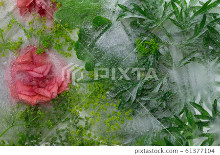 Background of orange balsamine flower and green Background of orange balsamine flower and green 61377104