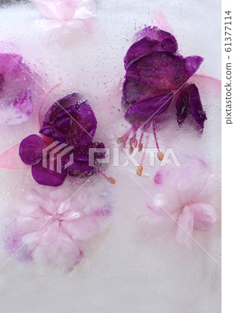 Background of pink balsamine and purple fuchsia Background of pink balsamine and purple fuchsia 61377114