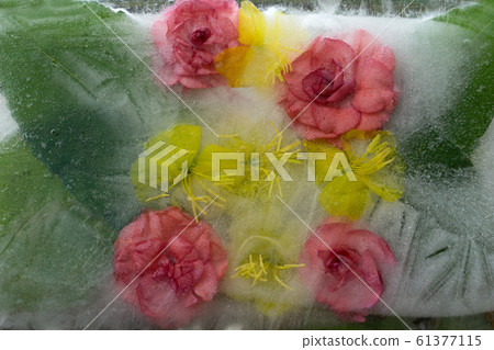 Background of orange balsamine and yellow Background of orange balsamine and yellow 61377115