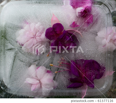 Background of pink balsamine and purple fuchsia Background of pink balsamine and purple fuchsia 61377116