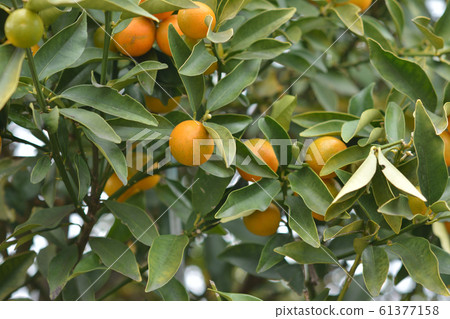 Kumquat 61377158