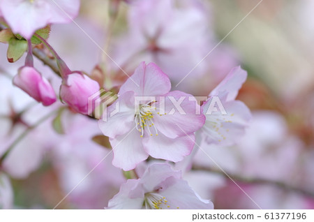 櫻花 61377196