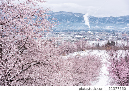 Hongya Pass Senbonzakura Snow Sakura 61377360