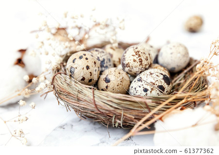 Easter decoration with egg in nest and cotton on 61377362