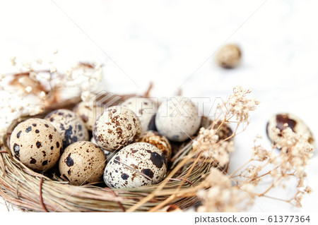 Easter decoration with egg in nest and cotton on 61377364