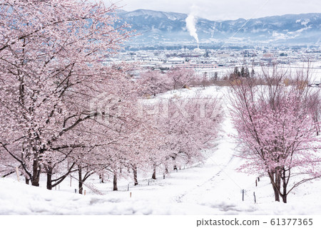 Hongya Pass Senbonzakura Snow Sakura 61377365