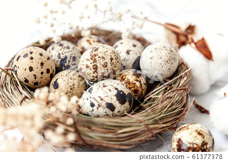 Easter decoration with egg in nest and cotton on 61377378