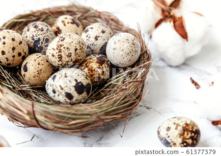 Easter decoration with egg in nest and cotton on 61377379