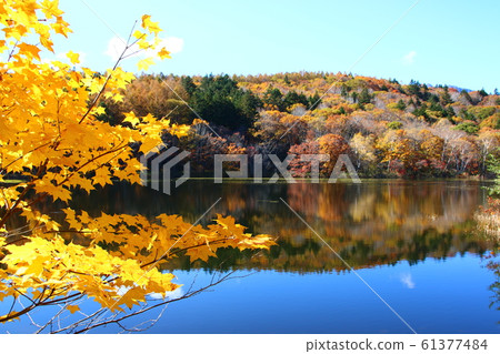 時事小鳥池 61377484