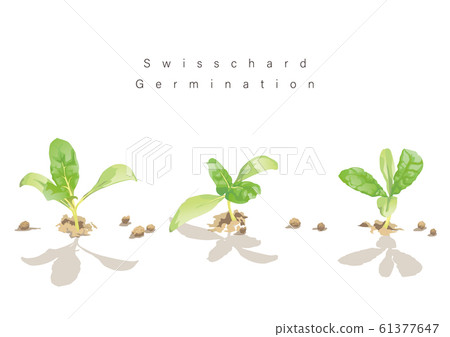 Swiss Chard Illustration 12 Swiss Chard Illustration 12 61377647