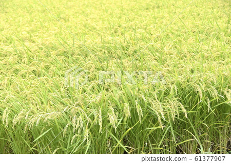 夏季米耳 夏季米耳 61377907