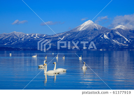 Swans and Mt. Bandai Swans and Mt. Bandai 61377919
