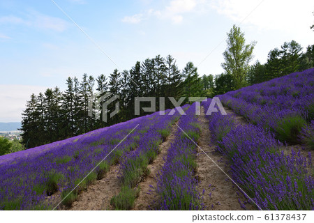 富田農場的薰衣草田(北海道中富良野町) 富田農場的薰衣草田(北海道中富良野町) 61378437