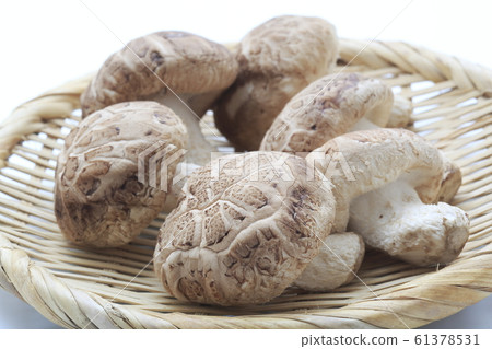 Nagano prefecture first picked raw donko 61378531