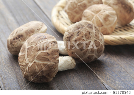 Nagano prefecture first picked raw donko 61378543