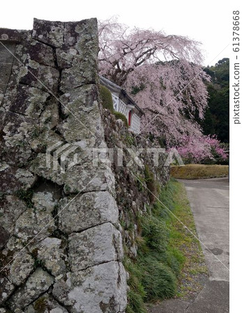 Weeping cherry blossoms Fukone Castle ruins Grudge cherry blossoms 61378668