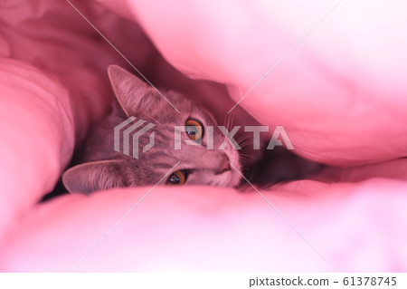 Kitten Kitten 61378745