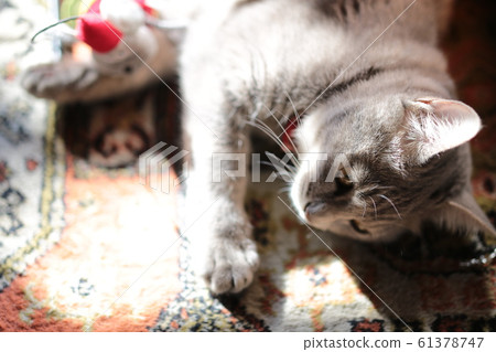 Kitten Kitten 61378747