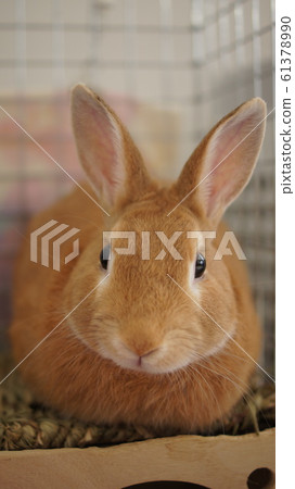 Rabbit  61378990