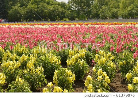 富田農場的花田（北海道中富良野町） 61379076