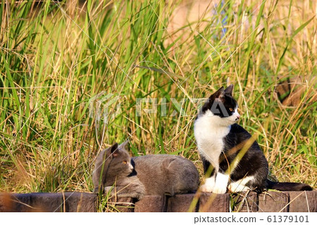 Good friends 61379101