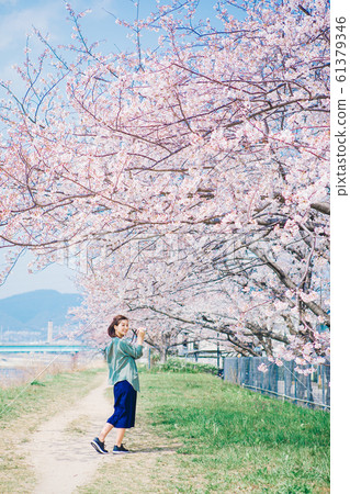 Women taking photos of cherry blossoms 61379346