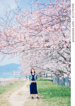 Women taking photos of cherry blossoms 61379348