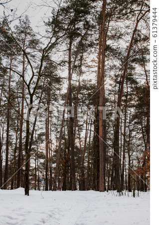 Snow Covered Forest Lake Under Bright Sunshine. Scenic Landscape. 61379444