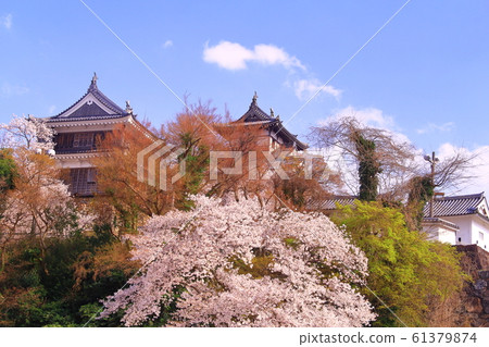 在福知山城(京都市福知山市)盛開的櫻花 在福知山城(京都市福知山市)盛開的櫻花 61379874