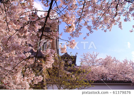 在福知山城(京都市福知山市)盛開的櫻花 在福知山城(京都市福知山市)盛開的櫻花 61379876