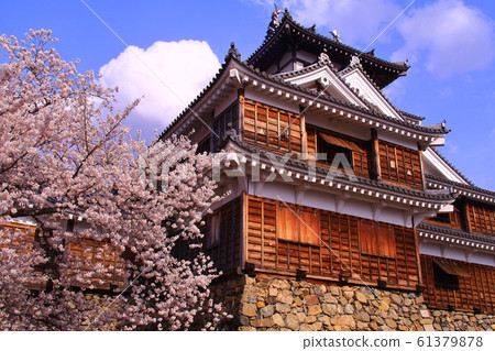 Cherry blossoms blooming at Fukuchiyama Castle (Fukuchiyama-shi, Kyoto) 61379878