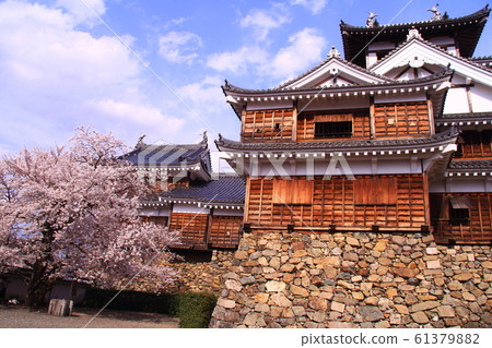 Cherry blossoms blooming at Fukuchiyama Castle (Fukuchiyama-shi, Kyoto) Cherry blossoms blooming at Fukuchiyama Castle (Fukuchiyama-shi, Kyoto) 61379882