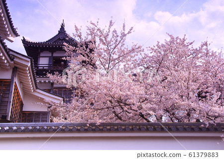 在福知山城(京都市福知山市)盛開的櫻花 在福知山城(京都市福知山市)盛開的櫻花 61379883