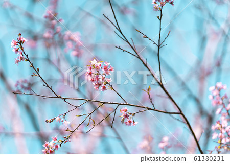 Spring nature,Bloom pink flowers and bright skies 61380231