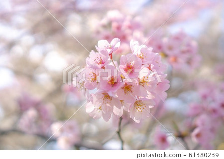 Japanese style image "Sakura" 61380239