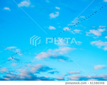 候鳥藍天清晨 61380348