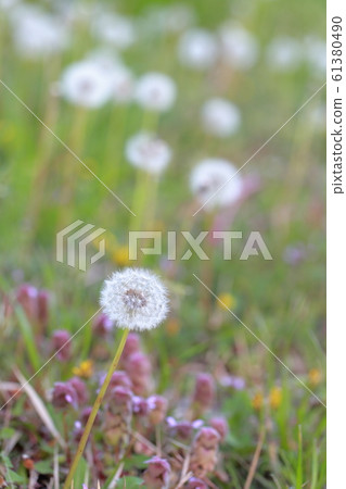  Dandelion 61380490