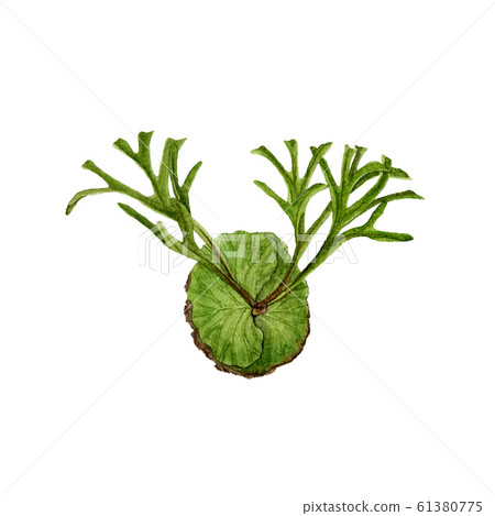 Bikakushida Ridley 61380775