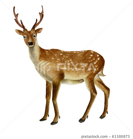 鹿水彩插圖 61380873