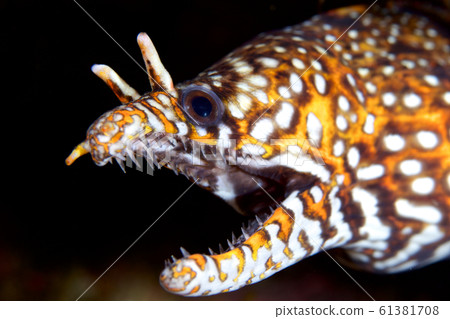 Trapsybo Trapsybo 61381708